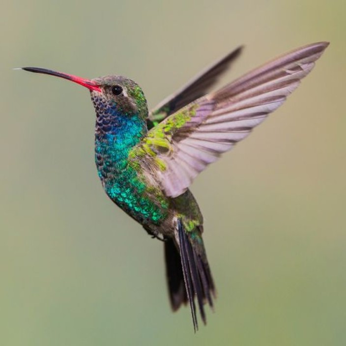 kolibri.eth Ethereum Name Service (ENS and .eth domain) PFP