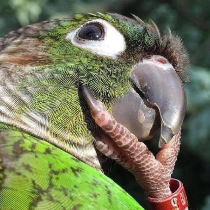 kprotty.eth Ethereum Name Service (ENS and .eth domain) PFP