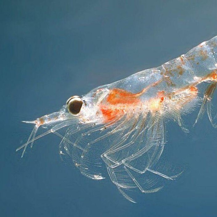 kt008.eth Ethereum Name Service (ENS and .eth domain) PFP