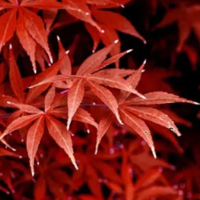 laopi8.eth Ethereum Name Service (ENS and .eth domain) PFP