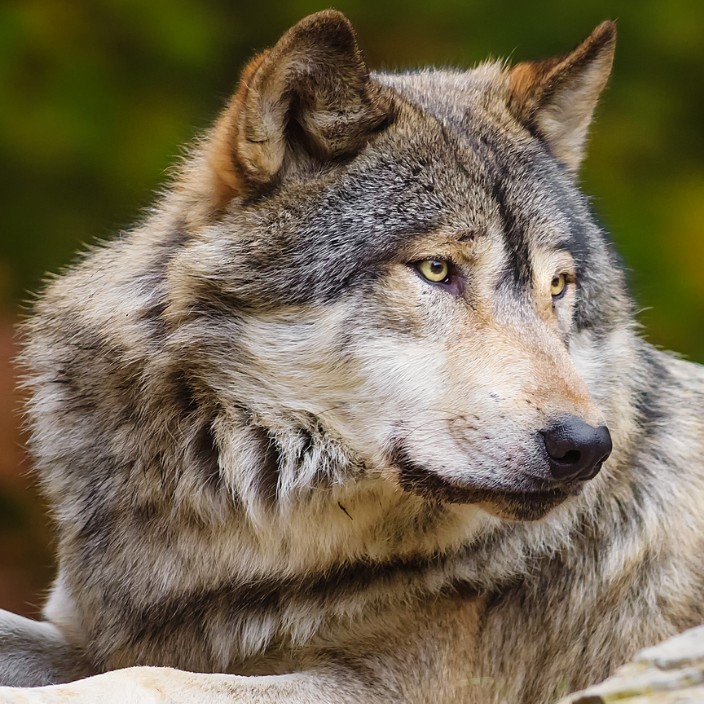 lapsha.linea.eth Linea Name Service (.linea.eth domains) based on ENS PFP