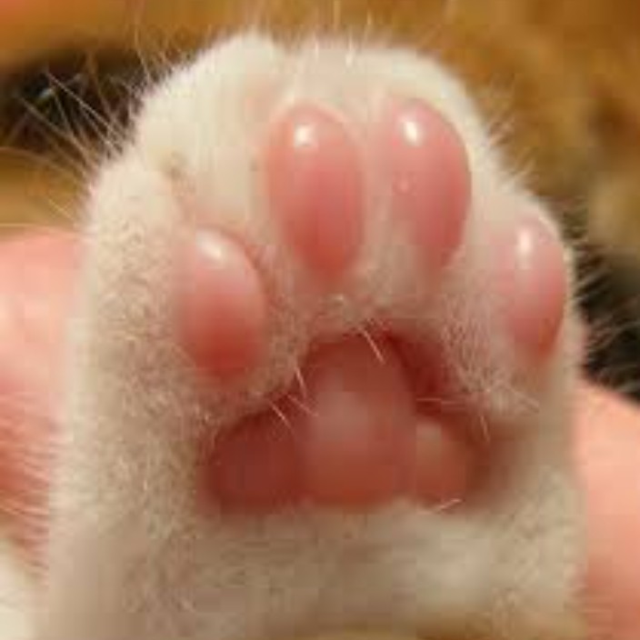 lapkee.eth Ethereum Name Service (ENS and .eth domain) PFP