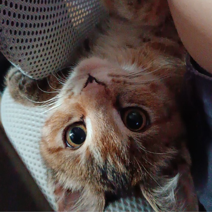 leassy.eth Ethereum Name Service (ENS and .eth domain) PFP