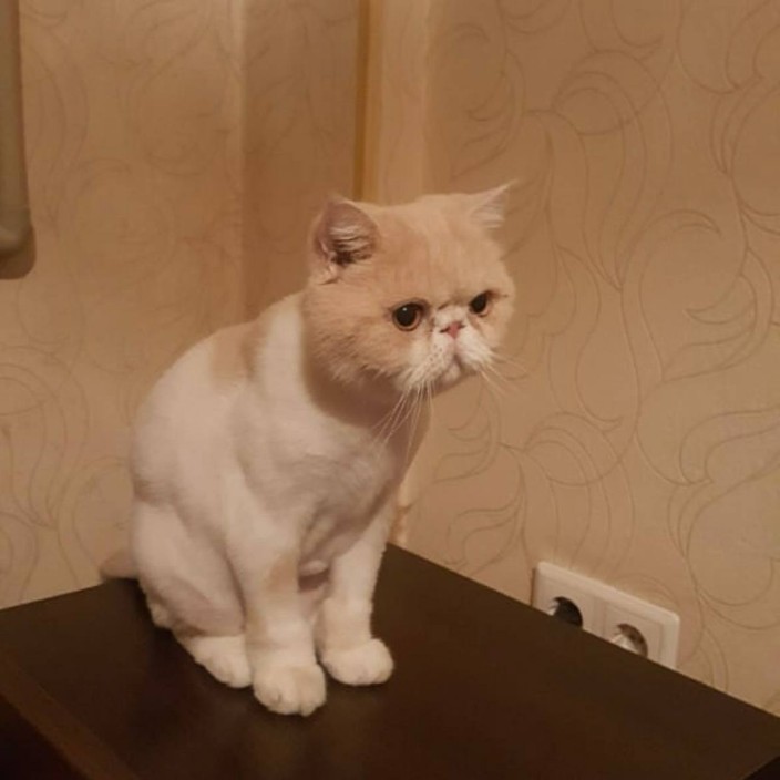 lelikcat.linea.eth Linea Name Service (.linea.eth domains) based on ENS PFP