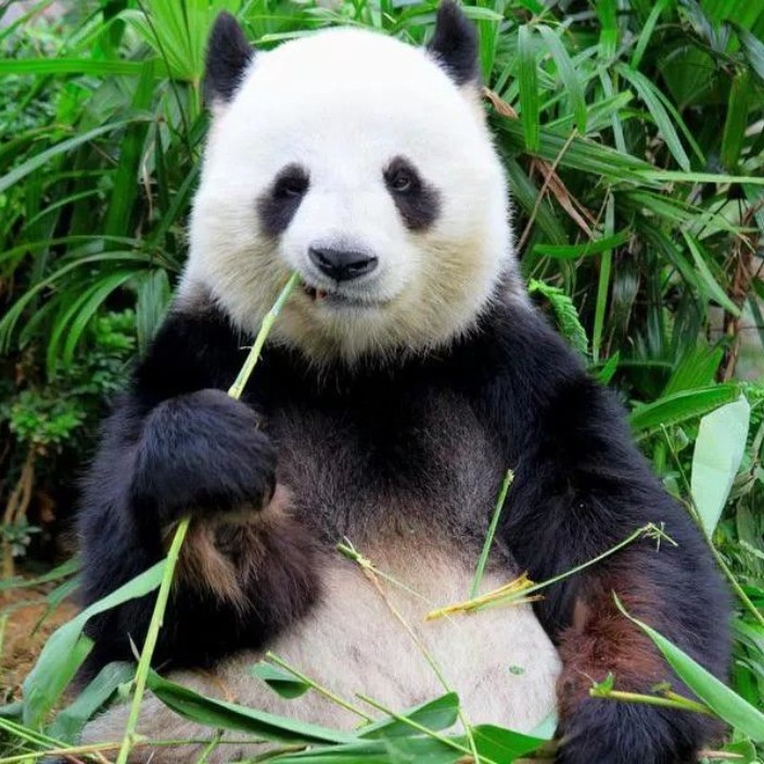 levanduc.eth Ethereum Name Service (ENS and .eth domain) PFP