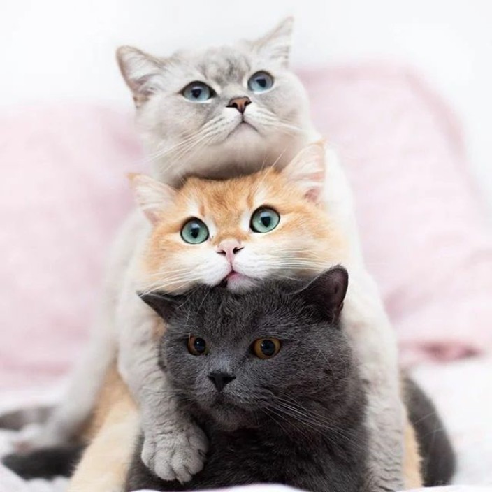 leylafrosty.eth Ethereum Name Service (ENS and .eth domain) PFP