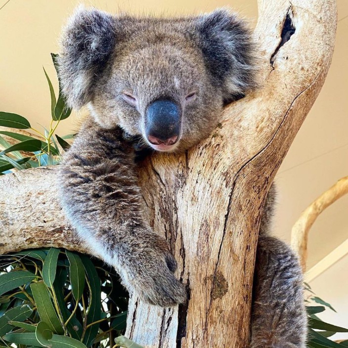 lifech.eth Ethereum Name Service (ENS and .eth domain) PFP