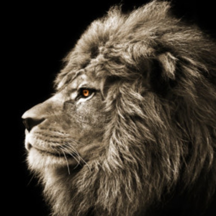 lionmountain.eth Ethereum Name Service (ENS and .eth domain) PFP