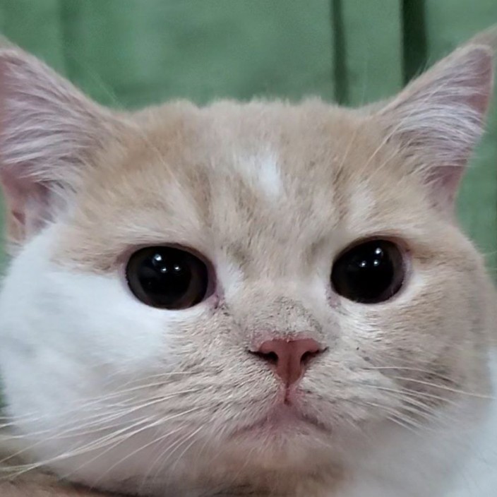 kingghidora.lens Lens social identity (.lens handle) PFP