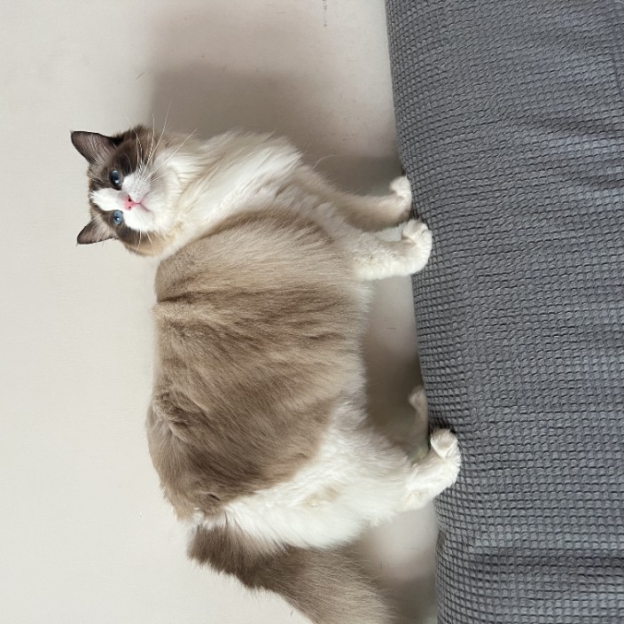 littlebran.eth Ethereum Name Service (ENS and .eth domain) PFP