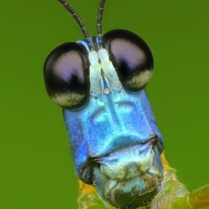 locustmonkey.eth Ethereum Name Service (ENS and .eth domain) PFP