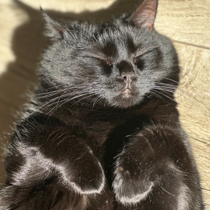 lyonger.eth Ethereum Name Service (ENS and .eth domain) PFP