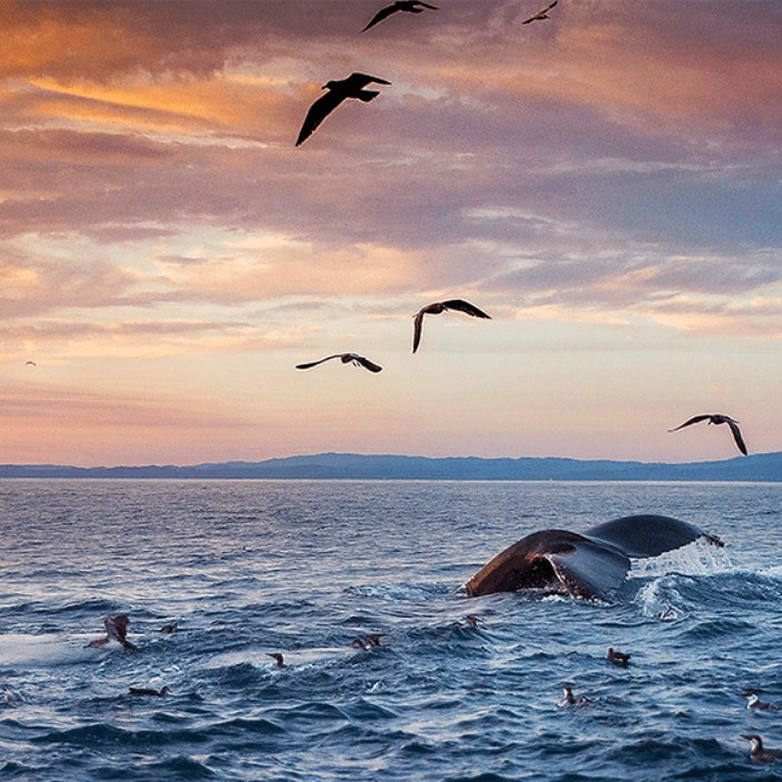 majamin728.eth Ethereum Name Service (ENS and .eth domain) PFP