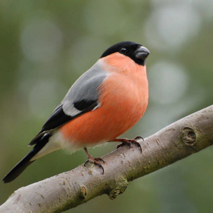 maksower.eth Ethereum Name Service (ENS and .eth domain) PFP