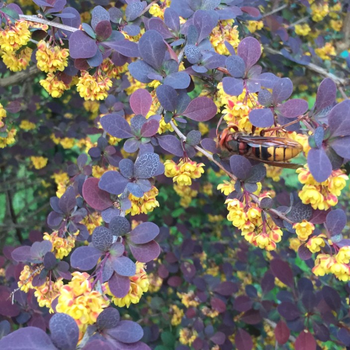 mal2verna.eth Ethereum Name Service (ENS and .eth domain) PFP