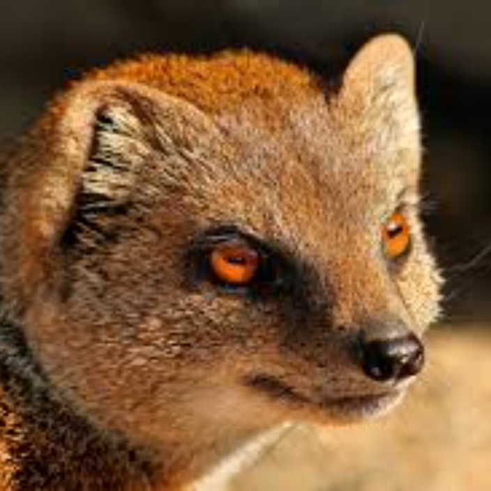 mangust7090e.eth Ethereum Name Service (ENS and .eth domain) PFP