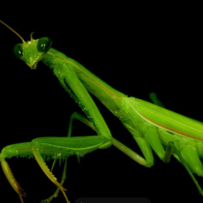 mantis.eth Ethereum Name Service (ENS and .eth domain) PFP