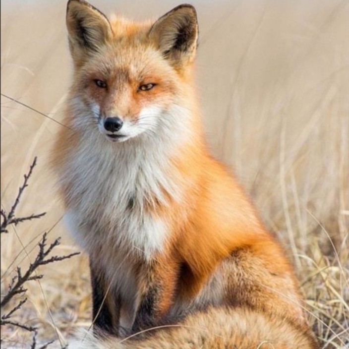 marixxxyana.eth Ethereum Name Service (ENS and .eth domain) PFP