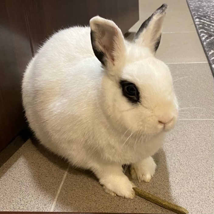 markuts.eth Ethereum Name Service (ENS and .eth domain) PFP