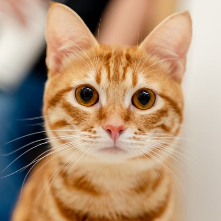 meowbot.eth Ethereum Name Service (ENS and .eth domain) PFP