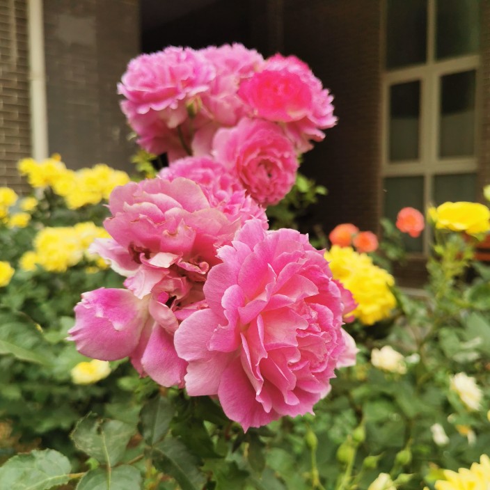 milami.eth Ethereum Name Service (ENS and .eth domain) PFP