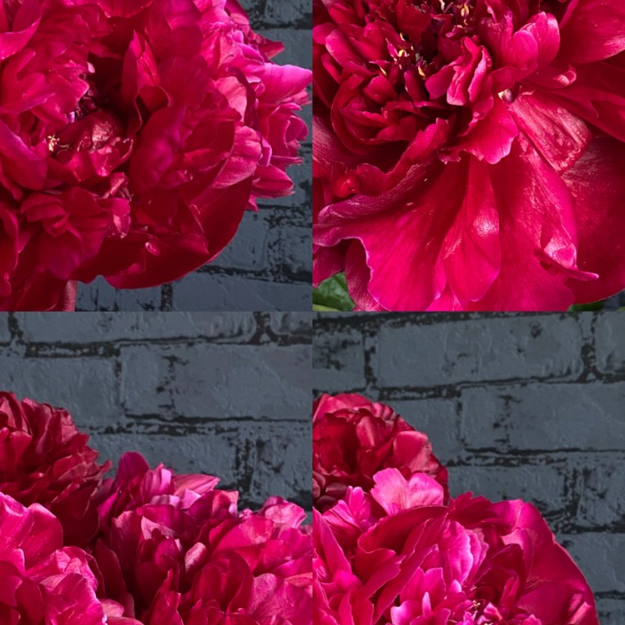 missalexa.eth Ethereum Name Service (ENS and .eth domain) PFP