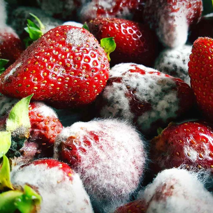 mold.eth Ethereum Name Service (ENS and .eth domain) PFP