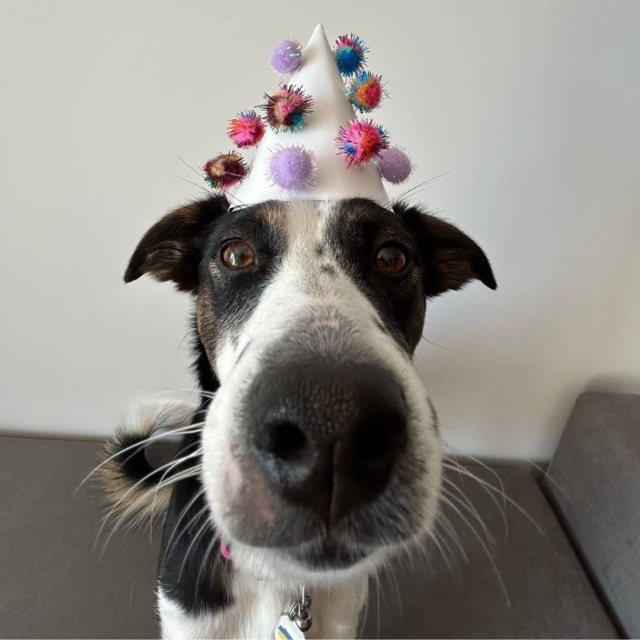 mollydog.eth Ethereum Name Service (ENS and .eth domain) PFP