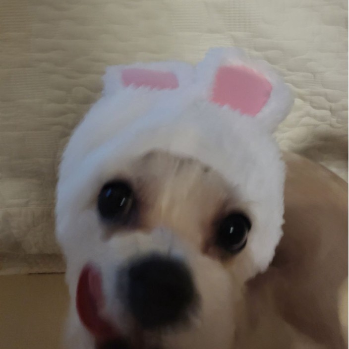 momokim.eth Ethereum Name Service (ENS and .eth domain) PFP