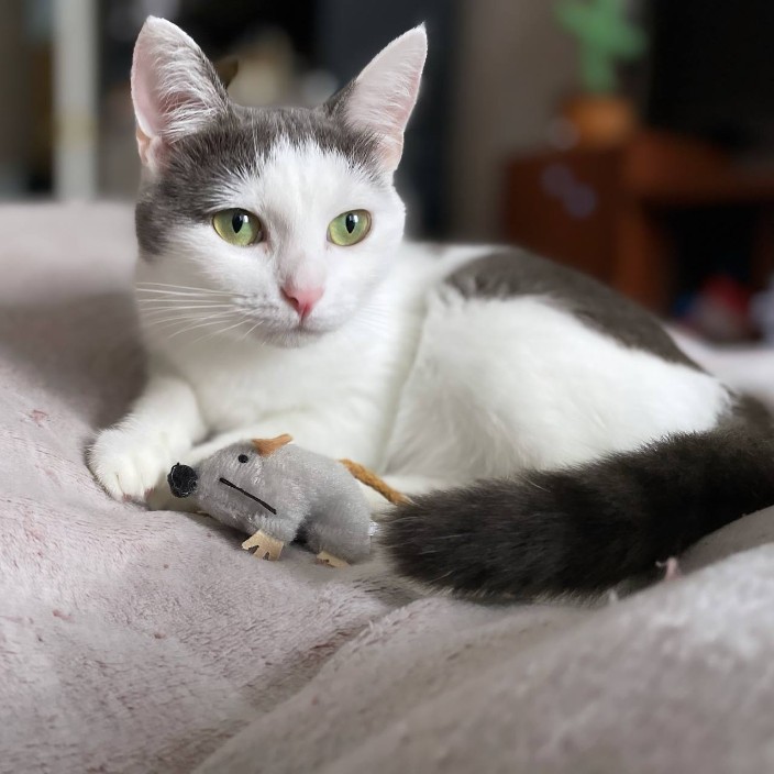 monyacat.eth Ethereum Name Service (ENS and .eth domain) PFP