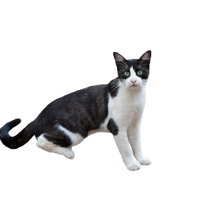 morbidguy.eth Ethereum Name Service (ENS and .eth domain) PFP