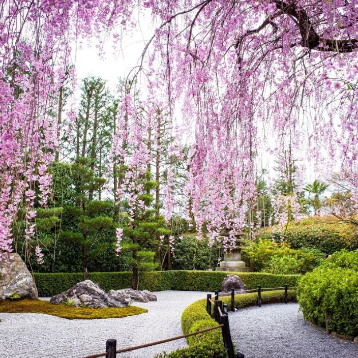 muly77711.eth Ethereum Name Service (ENS and .eth domain) PFP