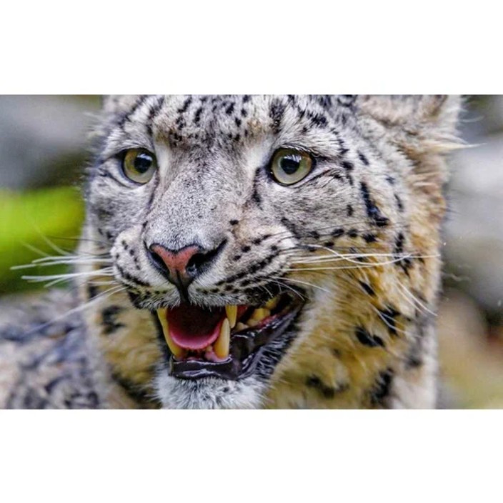 muradkris.eth Ethereum Name Service (ENS and .eth domain) PFP