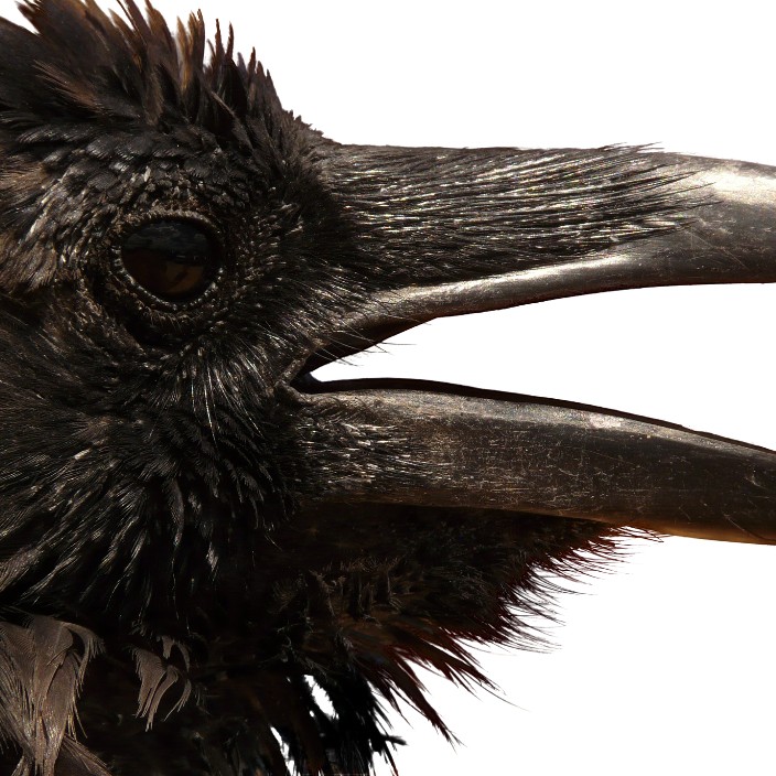 mystictry.eth Ethereum Name Service (ENS and .eth domain) PFP