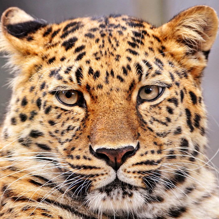 nasushivan.eth Ethereum Name Service (ENS and .eth domain) PFP