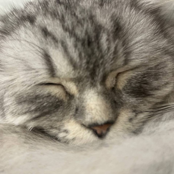 neketloh.eth Ethereum Name Service (ENS and .eth domain) PFP