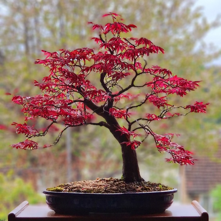 neochron.eth Ethereum Name Service (ENS and .eth domain) PFP