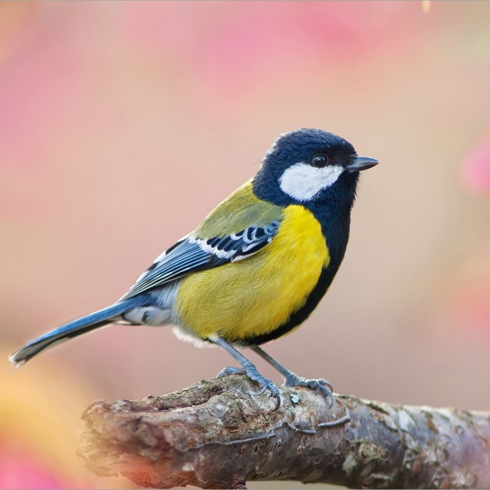 nextgenchain.eth Ethereum Name Service (ENS and .eth domain) PFP