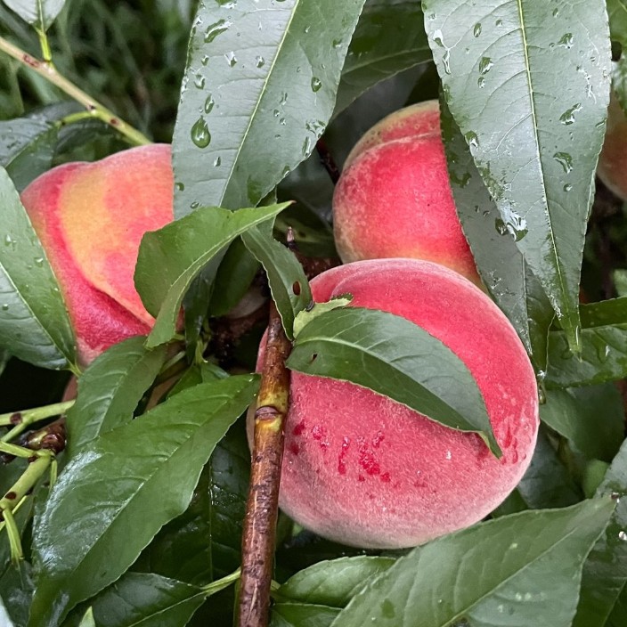 nhtuan121281.base.eth Basenames (.base.eth domains) based on ENS PFP