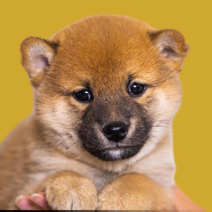 Nick (nickdeployer.eth) Ethereum Name Service (ENS and .eth domain) PFP