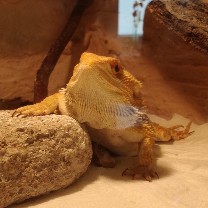 nightsword78.eth Ethereum Name Service (ENS and .eth domain) PFP