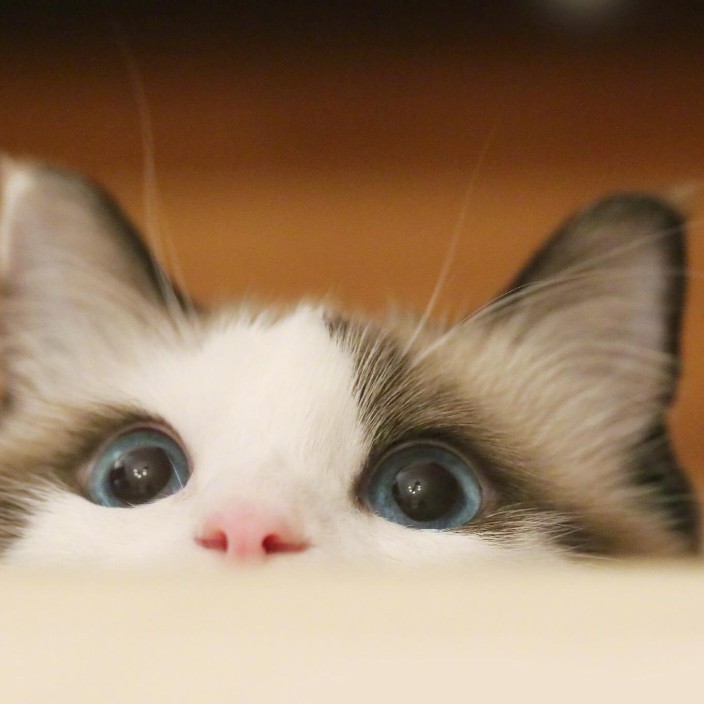 ninecats.eth Ethereum Name Service (ENS and .eth domain) PFP