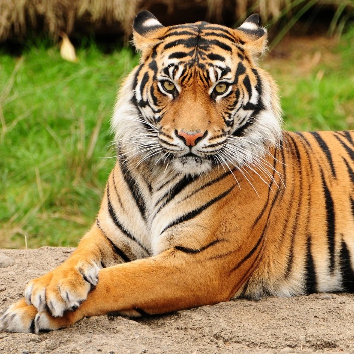 nmegionav.eth Ethereum Name Service (ENS and .eth domain) PFP