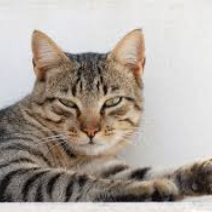 noolo.eth Ethereum Name Service (ENS and .eth domain) PFP