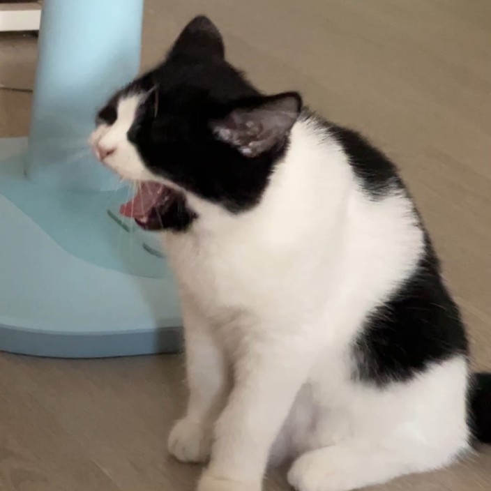 Noobmaster69 (nooobmaster69.eth) Ethereum Name Service (ENS and .eth domain) PFP