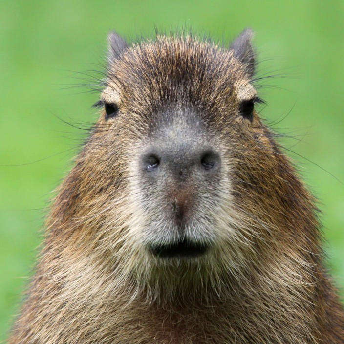 Onchain Capybara (onchaincapybara.eth) Profile Photo