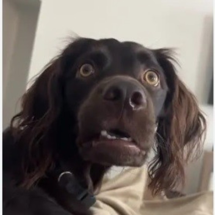 onehorseopensleigh.eth Ethereum Name Service (ENS and .eth domain) PFP