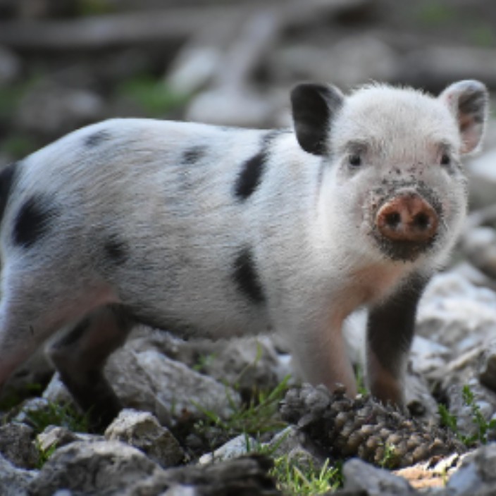 onehundredyearsofsolitude.eth Ethereum Name Service (ENS and .eth domain) PFP