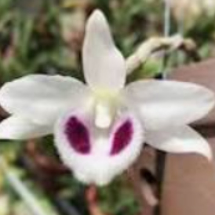 orchildvn.eth Ethereum Name Service (ENS and .eth domain) PFP