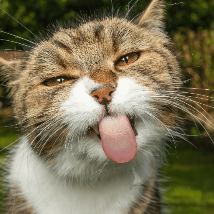 only1.linea.eth Linea Name Service (.linea.eth domains) based on ENS PFP